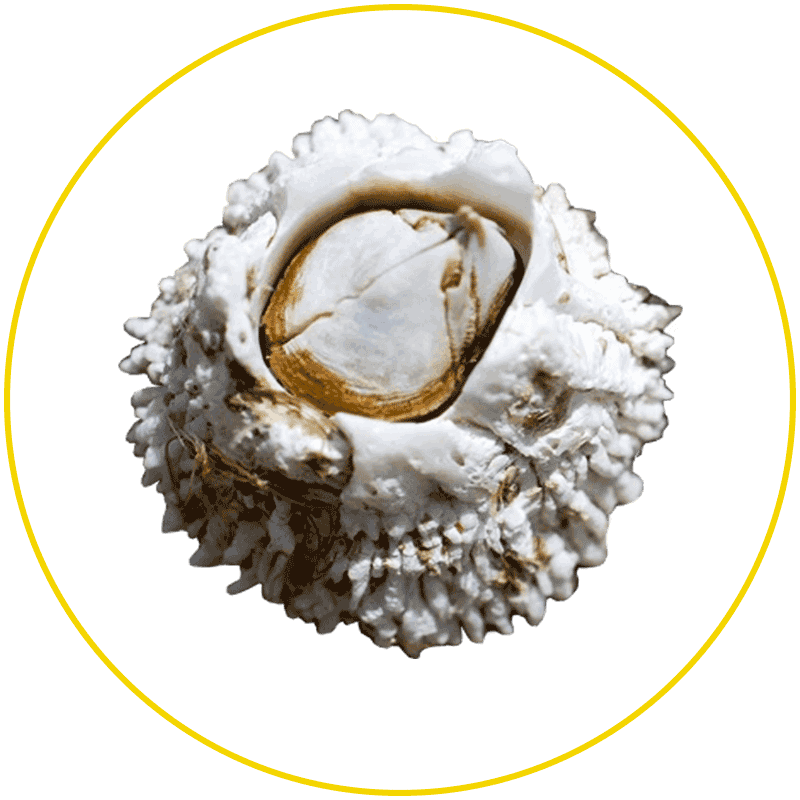 Barnacles Graphic