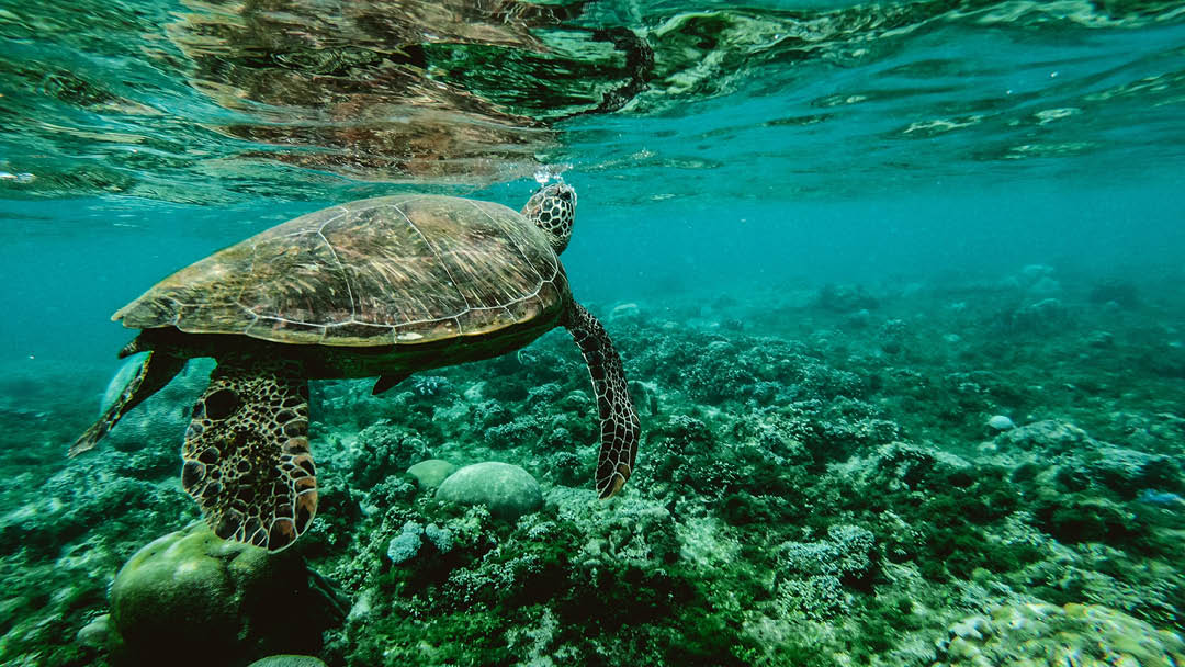 A beautiful turtle swimming in a clear shallow sea