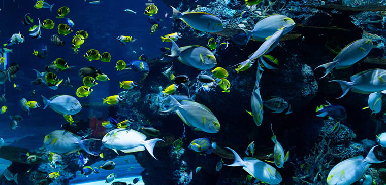 A reef full of beautiful blue and yellow fish