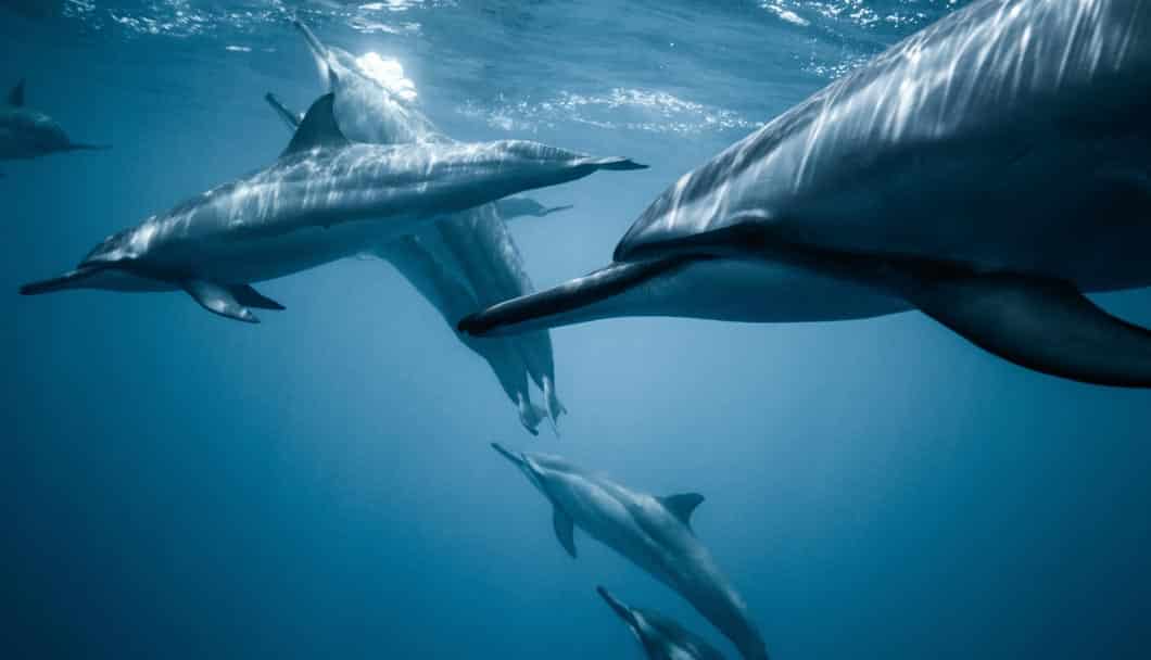 Dolphins swimming in the sea