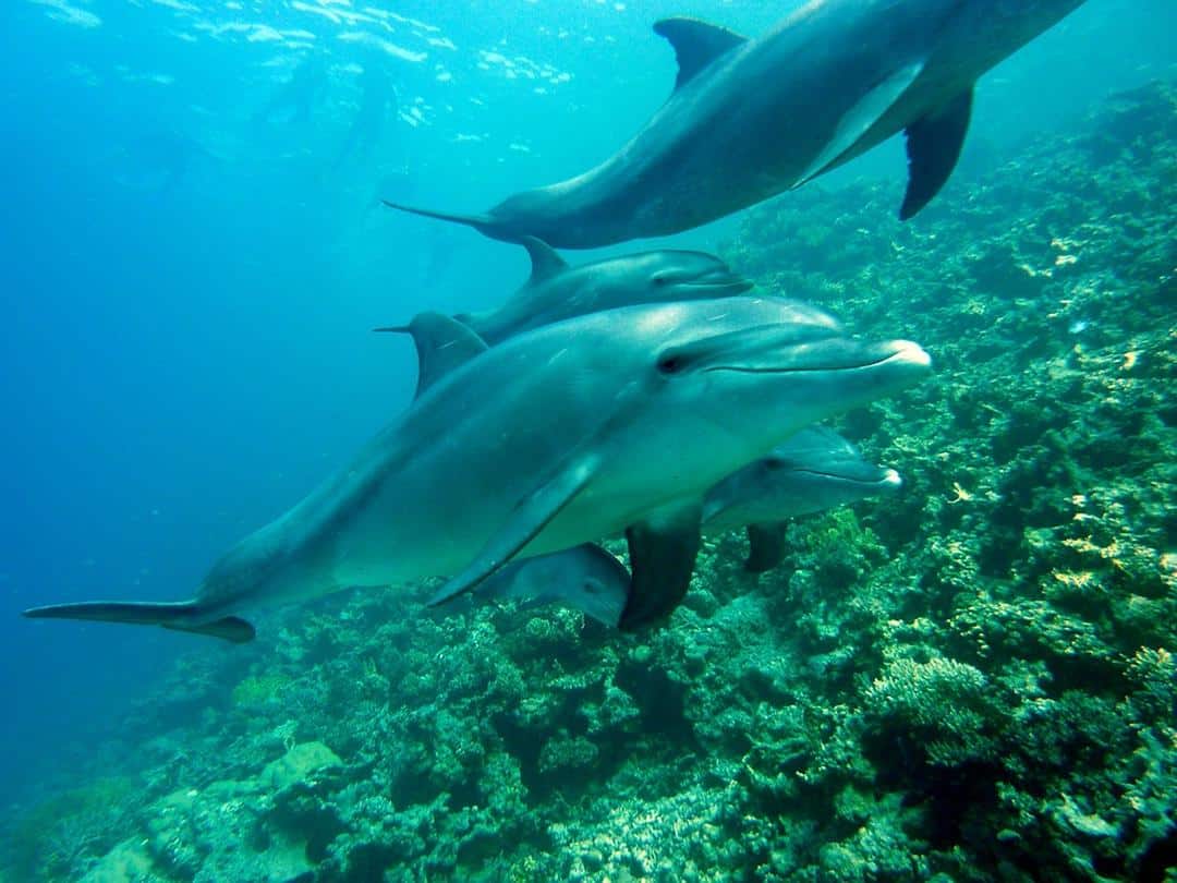 Pod of dolphins swimming