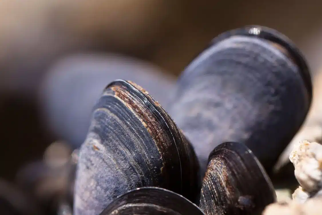 Mussels attach to boats in marine environments