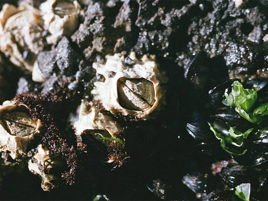 Mussels attached to boat